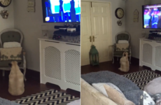 This pup from Dublin is going viral because she loves dancing to Wham!