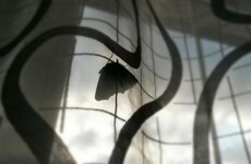 8 things you'll relate to if you have a serious moth phobia