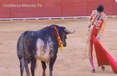 Animal rights activists protest killing mother of bull that gored matador to death