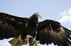 Wedge-tailed eagle attacks boy at bird of prey show in Australia