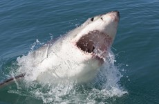 Ballina, Australia: The surf town still reeling from shark attacks