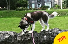 A brand new dog café has opened at this Dublin castle and it looks class