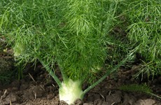 Eat stalks and leaves: Fennel is the veg that keeps on giving