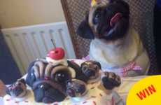 This photo of a little Irish pug's birthday party is ridiculously cute