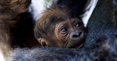 There's a new baby gorilla in our midst...