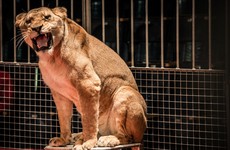 Government says it has no plans to ban the use of animals in circuses