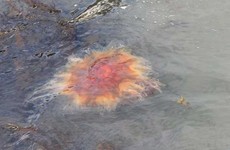 Heading to the beach? A new warning has been issued over this jellyfish