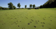 Herd of cattle stampeded through a Clare golf course, destroying 10 of its greens