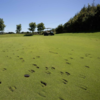 Herd of cattle stampeded through a Clare golf course, destroying 10 of its greens