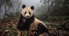These pictures of pandas will improve your day