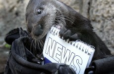 It's Friday so here's a slideshow of otters from around the world