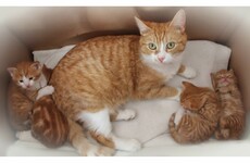 Home sought for dozens of stray cats as rescue group loses Dublin HQ
