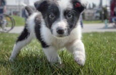 UEFA pressure tells as Ukraine bans killing of stray dogs