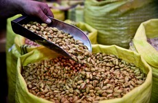 A nutty way to make money - the Taliban are stealing pistachios in Afghanistan