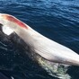 Whales are dying off the coast of Kerry, and no one seems to know why