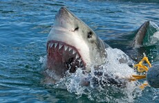 Sharks in South Africa that regularly maul people are now facing extinction