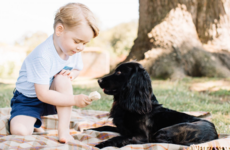 RSPCA forced into warning after Britain’s Prince George offers ice-cream to family dog