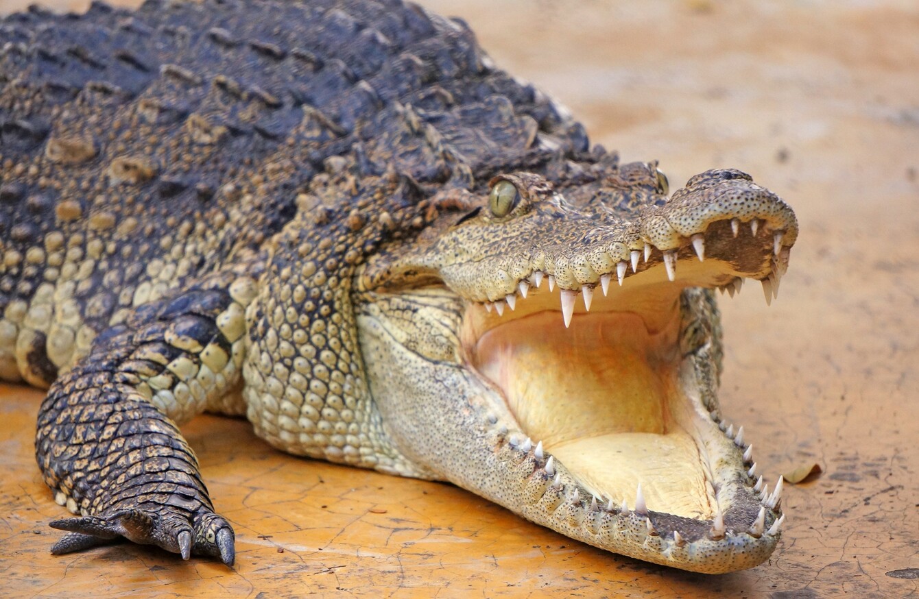 Man Fights Off Crocodile With Bare Hands Thejournal Ie