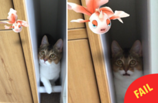 Some people are convinced that their pets can see Pokémon in real life