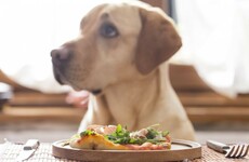 Pets go hungry as a glitch takes an auto-feeding device offline