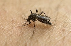 First American-born cases of Zika confirmed in Florida