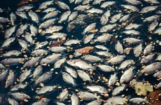 Over 700 fish found dead in tributary of River Lee after sewage spillage