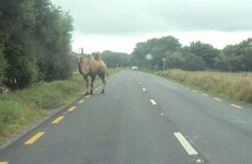 A camel was spotted wandering around Killorglin yesterday afternoon