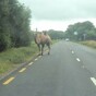 A camel was spotted wandering around Killorglin yesterday afternoon