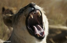 New study shows tigers, lions and other carnivores becoming endangered as prey dwindles