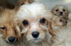 Gardaí rescue 14 puppies from boot of car at Dublin Port