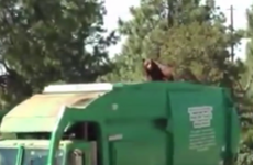 Bear hitches a ride atop a rubbish truck in New Mexico