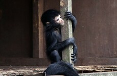 A new cute baby spider monkey has been born at Fota