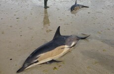 Two dolphins die after becoming stranded off the coast of Mayo