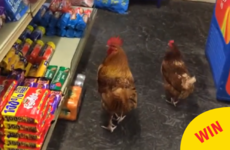 Oh nothing, just a couple of chickens having a browse around a shop in Kerry