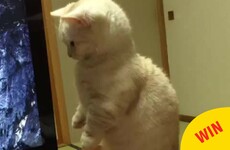13 cat Vines that will make you laugh every time