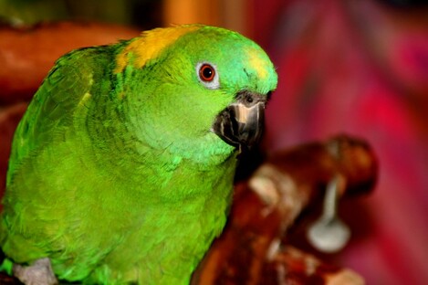 This is not Captain but a parrot of similar colouring to the lost bird.