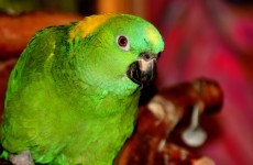 Missing: one parrot, loves opera-singing and answers to the name 'Captain'