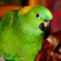 Missing: one parrot, loves opera-singing and answers to the name 'Captain'