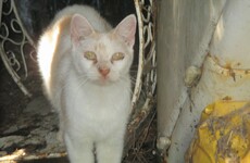 34 'gravely ill' cats discovered in Co Cork