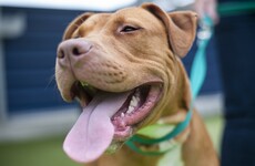 Cat people are sad and lonely but dog people are happy and outgoing*