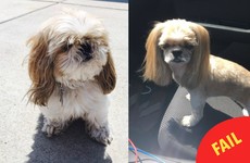 Everyone is cracking up at this dog's completely ridiculous haircut