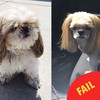 Everyone is cracking up at this dog's completely ridiculous haircut
