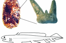 A 25-year-old PhD student at Trinity has just discovered that sharks used to eat their own young