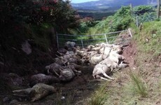 Almost 40 sheep killed in dog attack on west Kerry farm