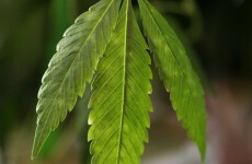 Irish-grown cannabis more potent than imported variety - report