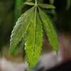 Irish-grown cannabis more potent than imported variety - report