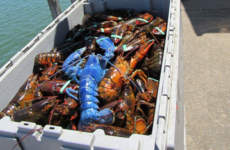 An American fisherman caught this rare bright blue lobster