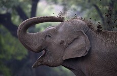Elephant who walked 1,000km after becoming separated from its herd rescued