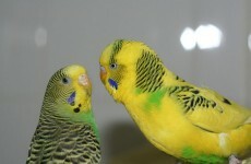 Forget the cuts – here’s some Budget Day Budgies to lighten the mood