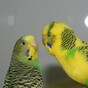 Forget the cuts – here’s some Budget Day Budgies to lighten the mood